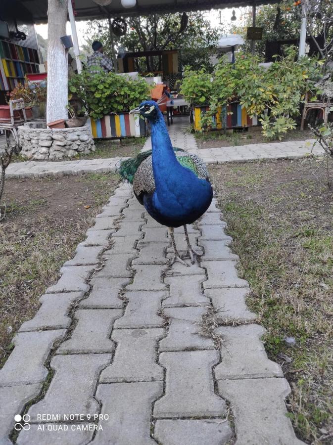Sakli Bahce Pension Çıralı Exterior foto